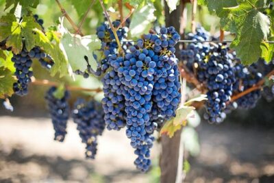 Etna Wine Tasting & Sicilian Lunch –Small Group Tour from Catania - Patria Winery: Etna Wine Tasting Plus an Aperitif and Vineyard Walk