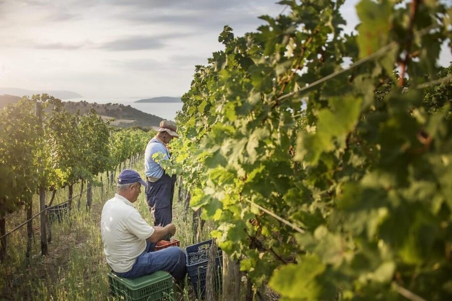 Evening of Wine and Scenic Views in Skiathos - Hilltop Skiathos Wine Tasting: Why the View Matters