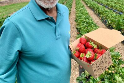 Experience Hahndorf & Barossa: Gourmet lunch, Wine, Beer & Treats - Beerenberg Farm Strawberry Picking in Seasonal Form