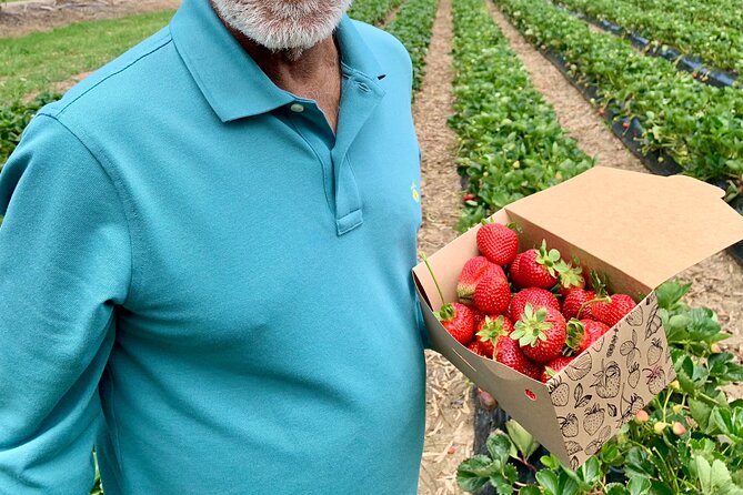 Experience Hahndorf & Barossa: Gourmet lunch, Wine, Beer & Treats - Beerenberg Farm Strawberry Picking in Seasonal Form
