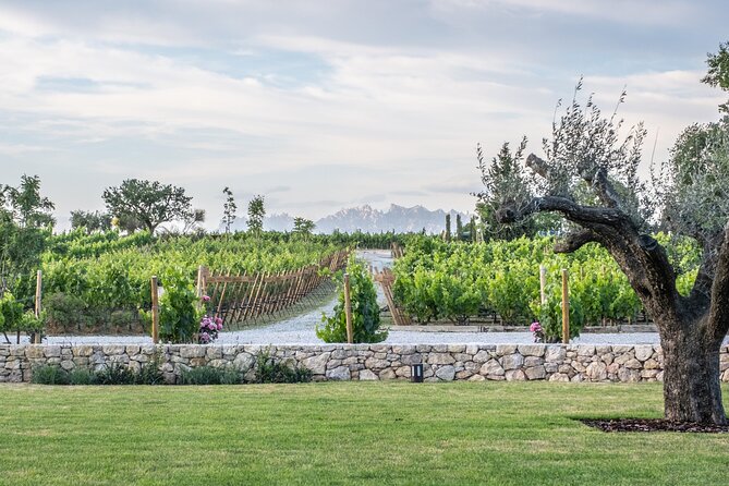 Familia Torres Winery: Gastronomic Tapas & Wine Experience - The Four-Wine Guided Tasting: What You’ll Actually Sample