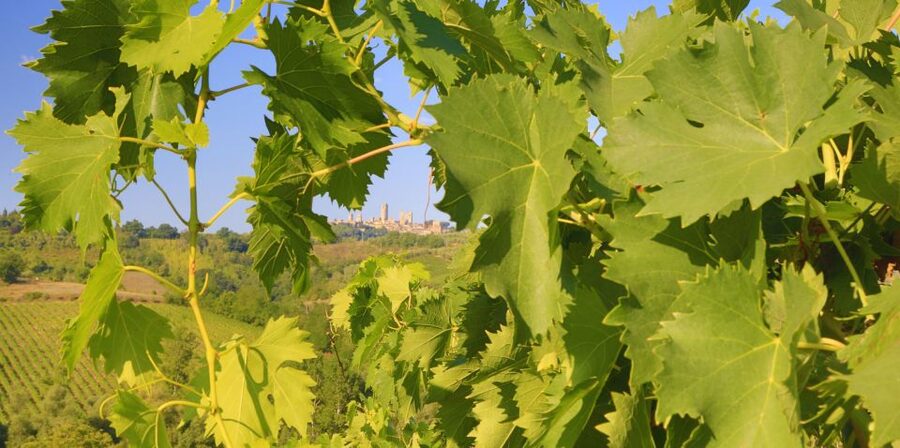 Florence: Chianti Villages, San Gimignano and Winery Tour - Should you book this Chianti Villages and San Gimignano tour?