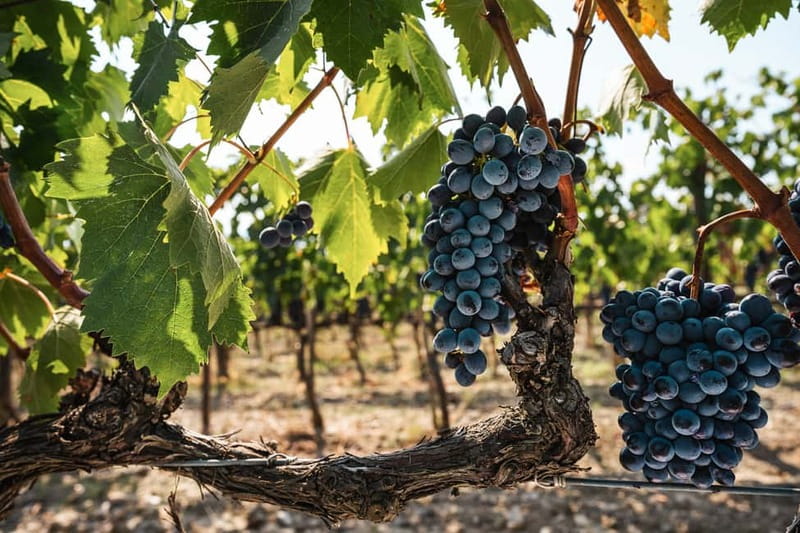 Florence: Chianti Vineyards Tour with Wine Tasting & Dinner - Food and wine pairing reality check (and what to do with it)