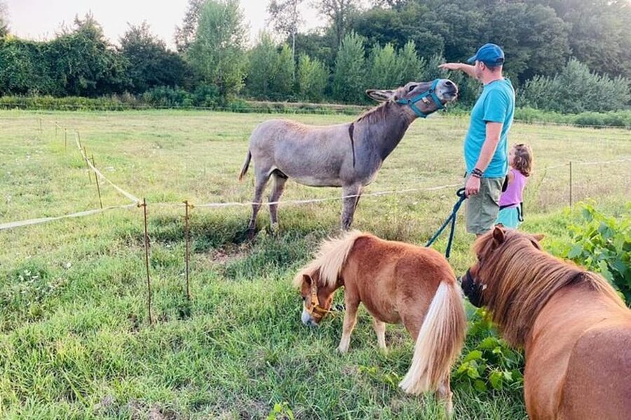 Florence: Countryside Tour with Wine Tasting & Pasta Class - Should you book this Florence countryside wine and pasta day?