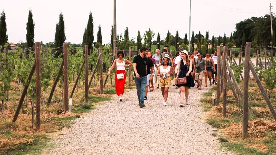 Florence: S. Gimignano, Siena, Chianti Wine Tasting & Lunch - Meal Planning, Shopping, and the Winery Afterthought