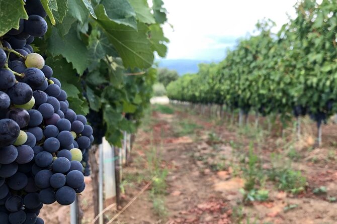 Frascati Day Tour: Road from Rome with Wine Tasting & Lunch - The Old Frascati Vineyard: Vines, Family Caves, and WWII Chambers