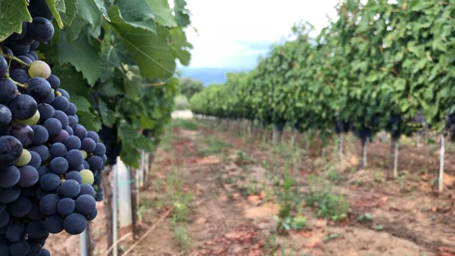 Frascati Wine Road from Rome: Tasting & Lunch - Who This Tour Is For (and Who Should Think Twice)