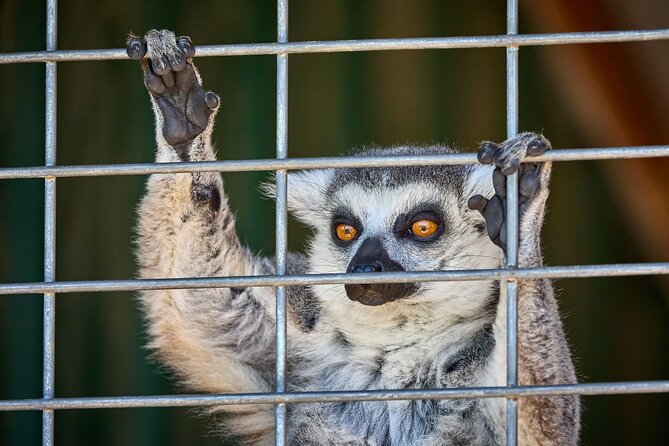 Fredericksburg Safari Tour With Wine Tasting - Fredericksburg Game Farm: where the safari starts