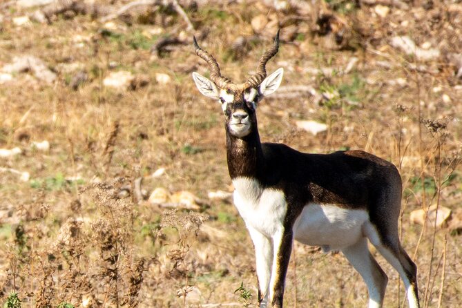 Fredericksburg Safari Tour With Wine Tasting - Walking first vs. riding: plan for the mixed terrain