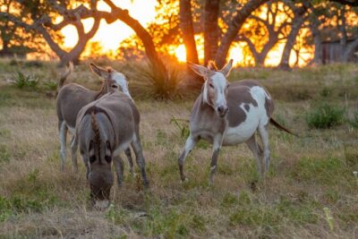 Fredericksburg Safari Tour With Wine Tasting - Your 90-minute safari: how the time is actually used