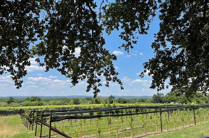 Fredericksburg Texas Area Wine Tastings: 3 Wineries and Lunch - Pickup Within 5 Miles: The Phone Number Rule