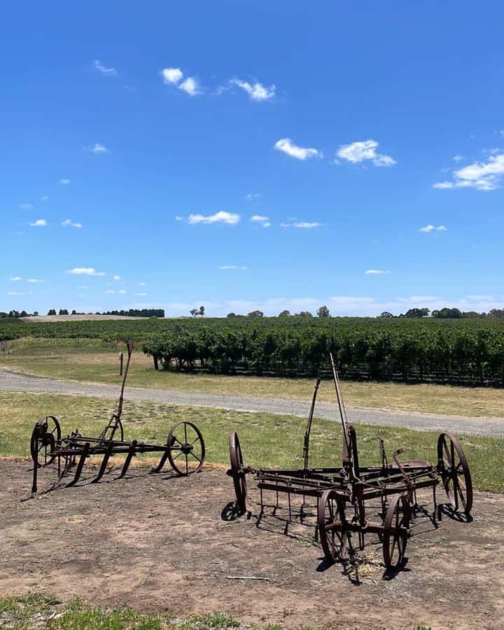 From Adelaide: Barossa to Hahndorf Wine Tasting and Lunch - Hahndorf self-guided time: German village charm without the pressure