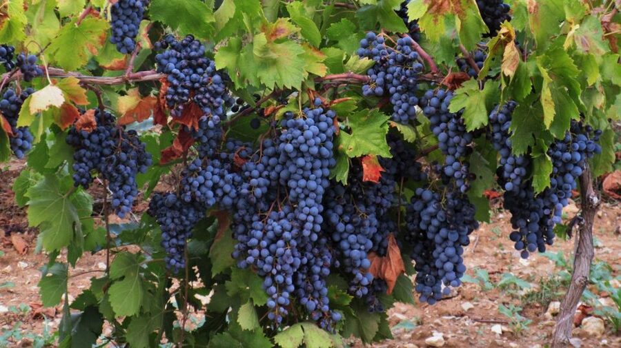 From Aix-en-Provence: Côtes de Provence Wine Tour - Price and value: is $116 reasonable for this kind of morning?