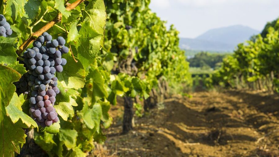 From Aix-en-Provence: Half-Day Wine Tour - What you’ll taste: Provence rosé, plus whites and reds