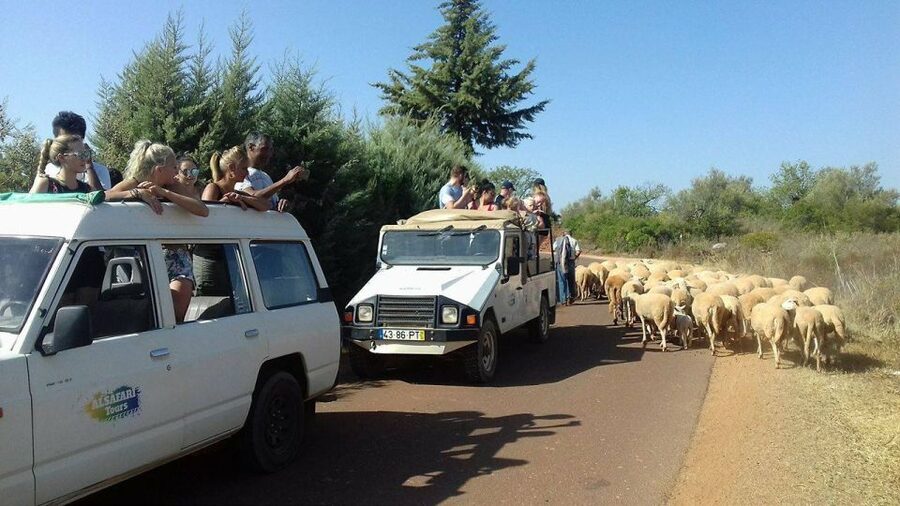 From Albufeira: 4x4 Off-Road Safari & Vineyard Wine Tasting - The off-road route: orange groves, cork oak forests, and hilltop panoramas