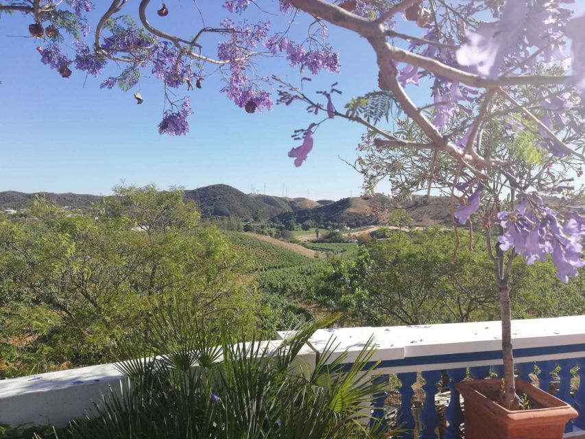 From Albufeira: Wine Tasting & Historic Silves Tour - Orange groves and cork trees: the countryside pre-show