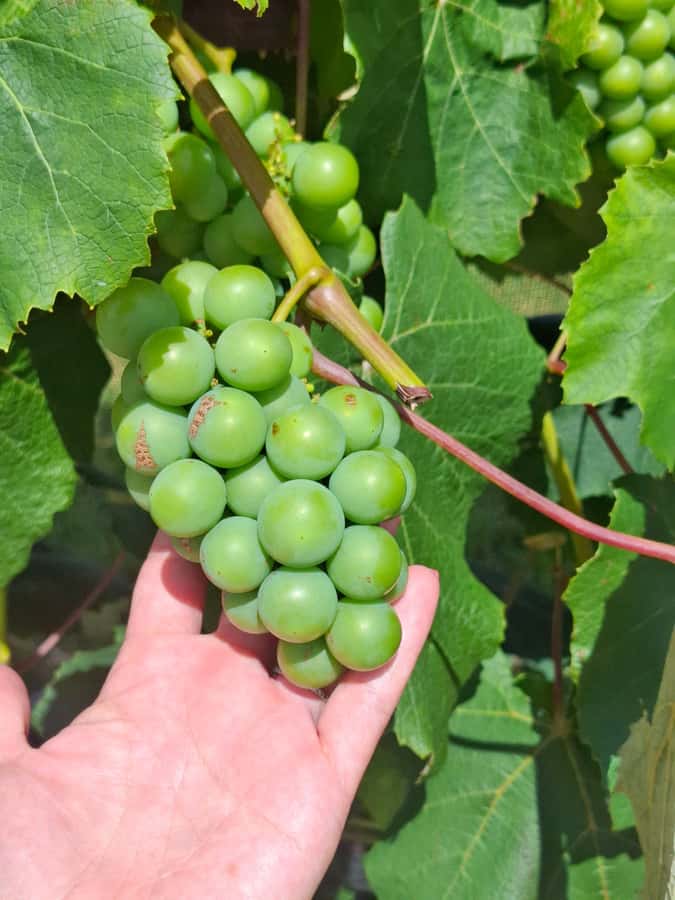 From Auckland: Waiheke Island Wine Cellar Tour - Practical tips that make the day smoother