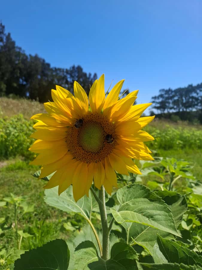 From Auckland: Waiheke Island Wine Cellar Tour - Who should book this Waiheke cellar tour