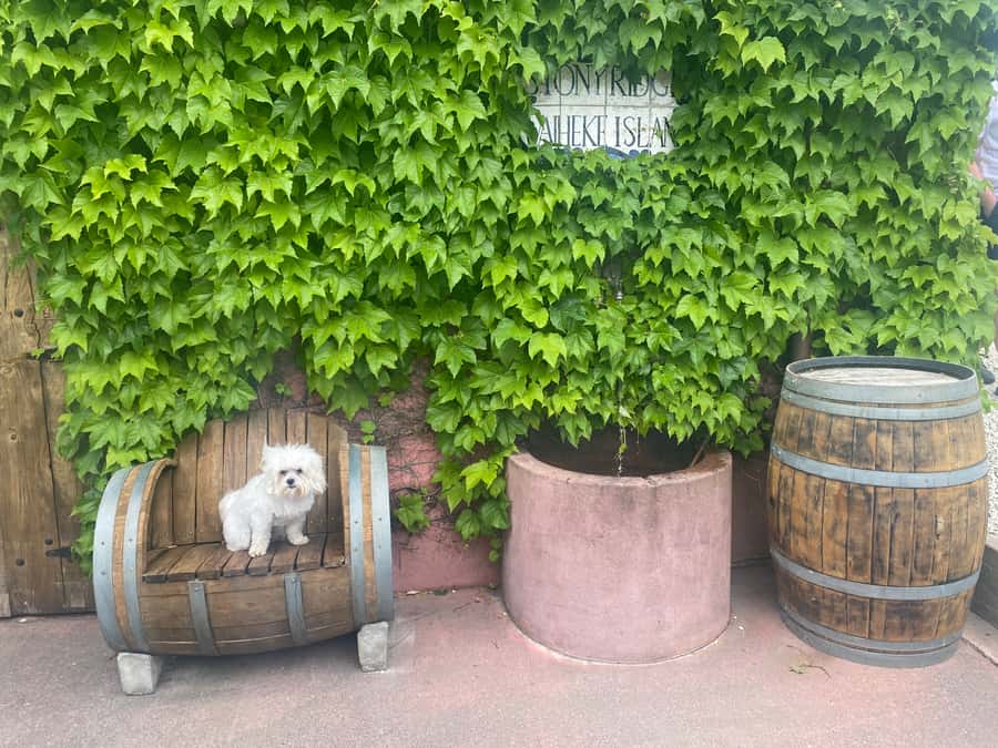 From Auckland: Waiheke Island Wineries' Tour - The scenery and “why Waiheke tastes like Waiheke”