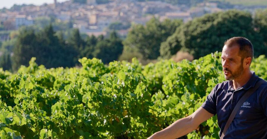 From Avignon: Châteauneuf du Pape Half-Day Wine Tour - Why Châteauneuf-du-Pape makes sense as a half-day from Avignon