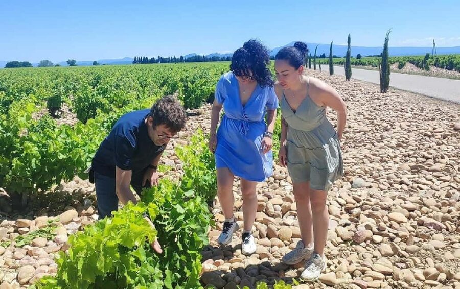 From Avignon: Châteauneuf du Pape Half-Day Wine Tour - Transport timing: how to plan your day around it