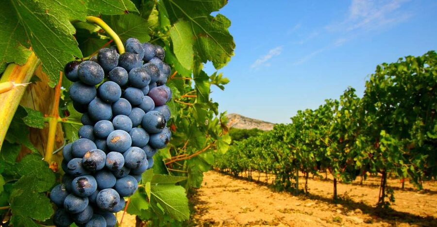 From Avignon: Half-Day Great Vineyards Tour - The 5-Hour Rhythm: 2 or 3 Grand Cru Areas, Chosen by the Day