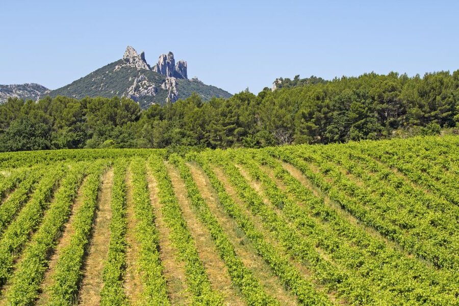 From Avignon: Half-Day Great Vineyards Tour - Wine Production Lessons That Don’t Feel Like a Lecture