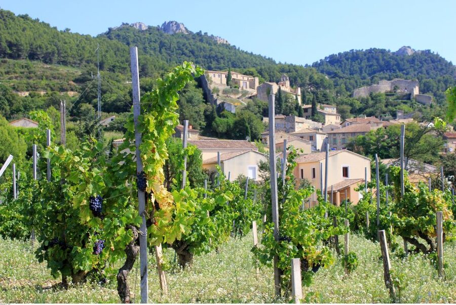 From Avignon: Half-Day Great Vineyards Tour - Photo Stops at Vineyards: Small Moment, Big Payoff