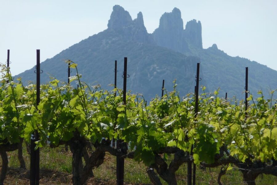 From Avignon: Half-Day Great Vineyards Tour - Who Should Book This Tour (and Who Might Want Another Plan)
