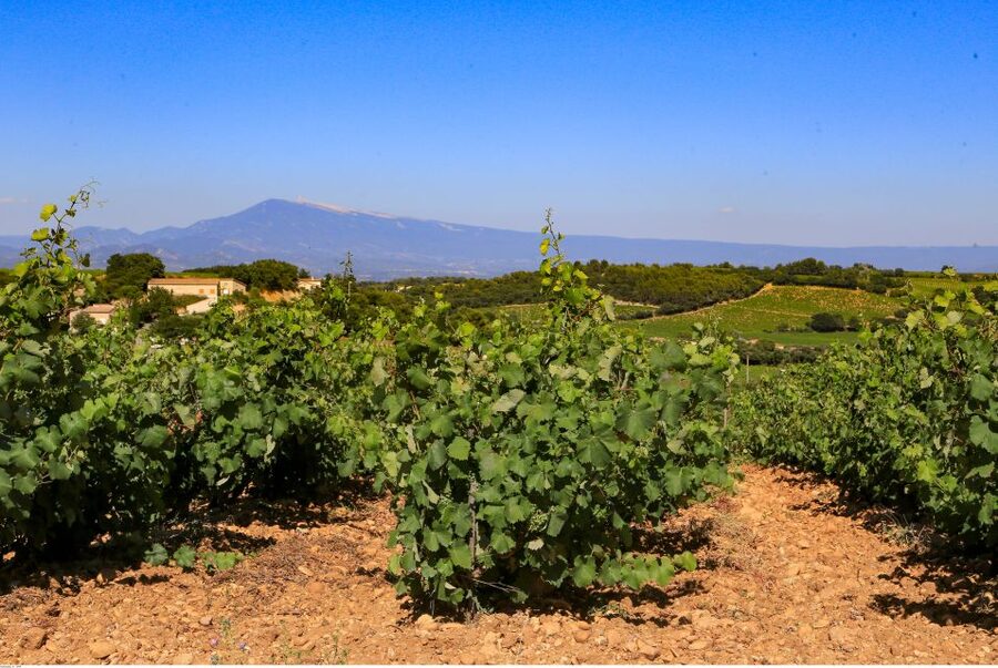 From Avignon: Half-Day Great Vineyards Tour - The Villages and Bell Towers: What You Actually See on the Drive