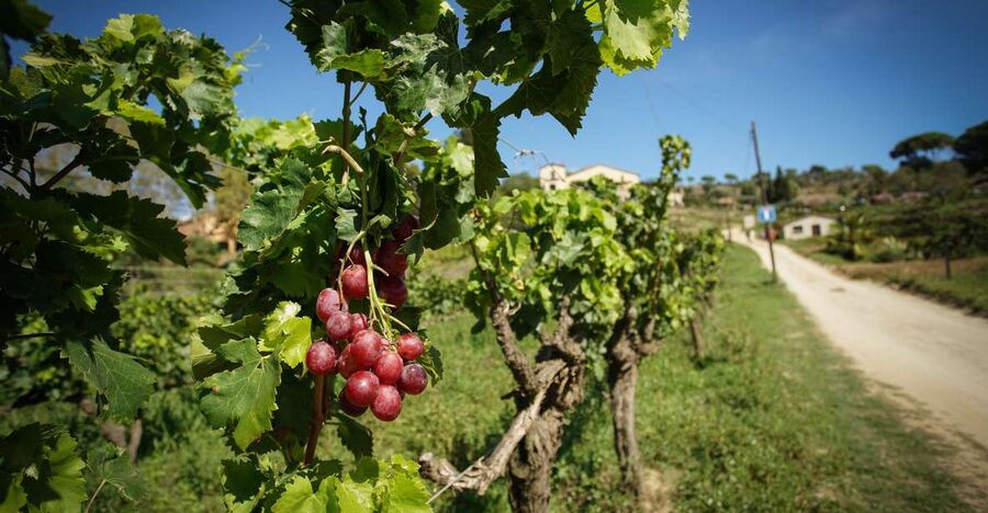 From Barcelona: Sailing and Wine Tasting Experience - FAQ