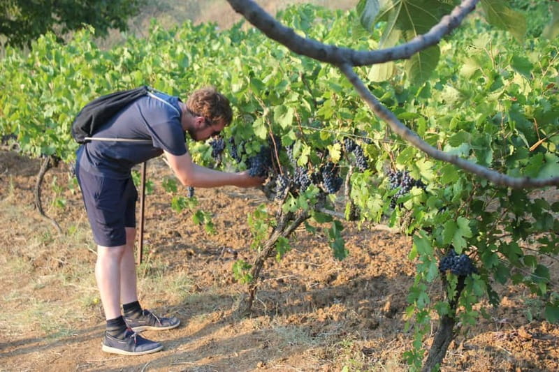 From Berat: Guided Winery Tour with Transfers and Tastings - The tasting lineup: 3 wines, one raki, and the snacks that tie it together