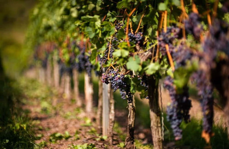 From Bilbao: La Rioja Wineries Day Trip with Wine Tastings - Haro’s historic walk: Plaza de la Paz and a change of pace
