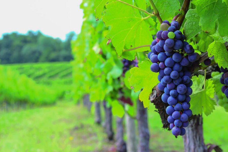 From Bordeaux: Full-Day Medoc Wine Tour - Medoc in one day: the smart route out of Bordeaux