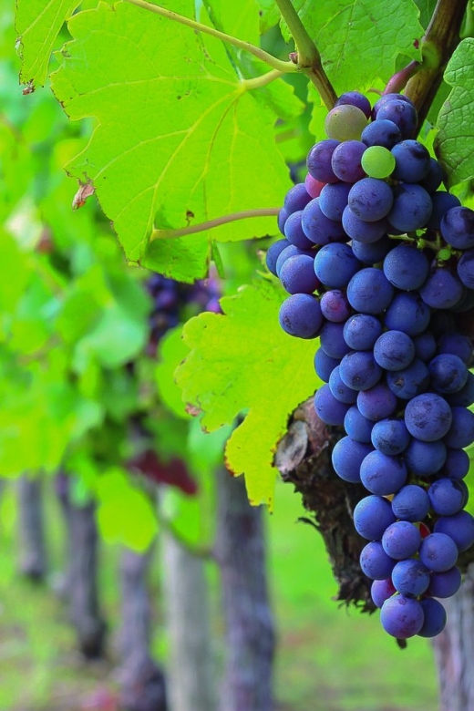 From Bordeaux: Full-Day Medoc Wine Tour - The pacing: meeting point, van time, and how the day really feels