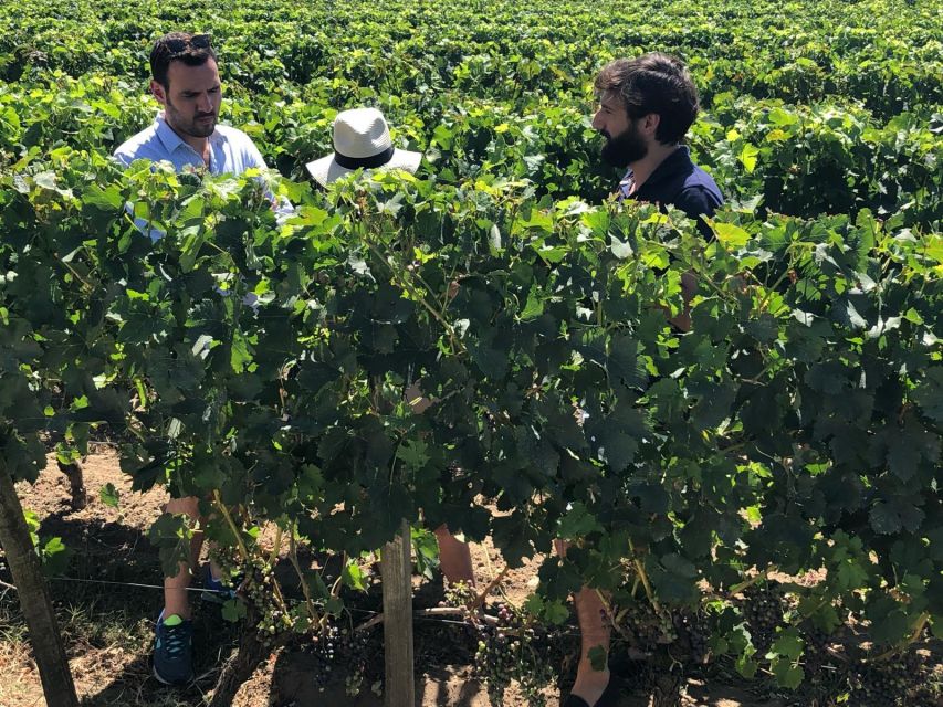 From Bordeaux: Half-Day Saint-Emilion Wine Tour - Where the Tour Starts: Bordeaux’s Quinconces and the Drive to the Vineyards