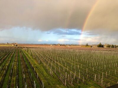 From Bordeaux: Half-Day Saint-Emilion Wine Tour - The First Winery Stop: Touring a Grand Cru Estate and Learning the System