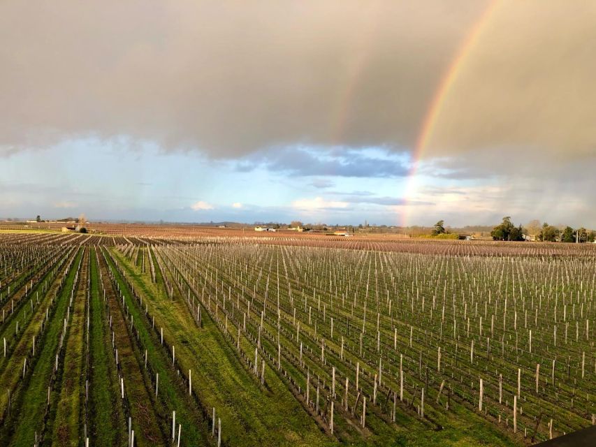 From Bordeaux: Half-Day Saint-Emilion Wine Tour - The First Winery Stop: Touring a Grand Cru Estate and Learning the System