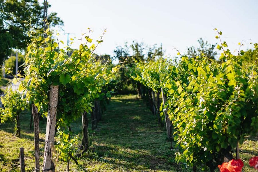 From Budapest: Etyek Wine Tasting Tour with 3-Course Meal - How guides shape the experience (Peter, Julianna, Michael)