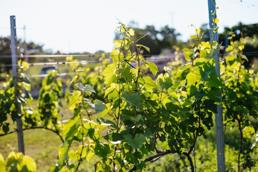 From Budapest: Etyek Wine Tasting Tour with 3-Course Meal - Drinking and pacing: making sure the day stays fun