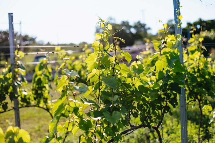 From Budapest: Half-Day Countryside Wine Tour with Meal - What you should plan for before you go