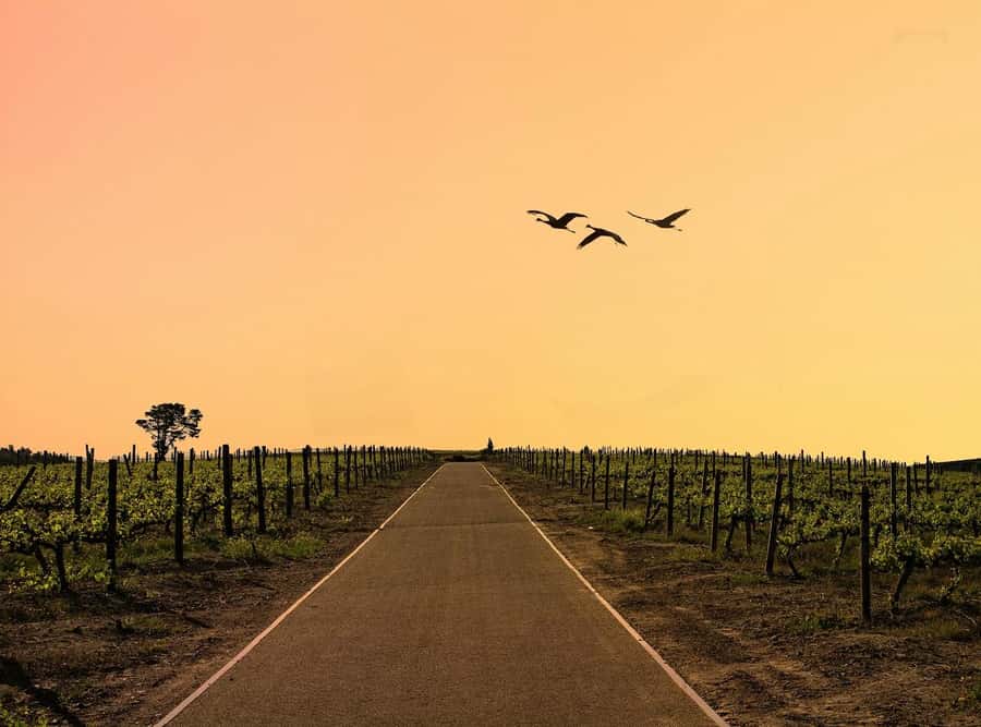 From Cape Town: Winelands Full Day Tour and Wine Tasting - Key things that make this tour a smart pick