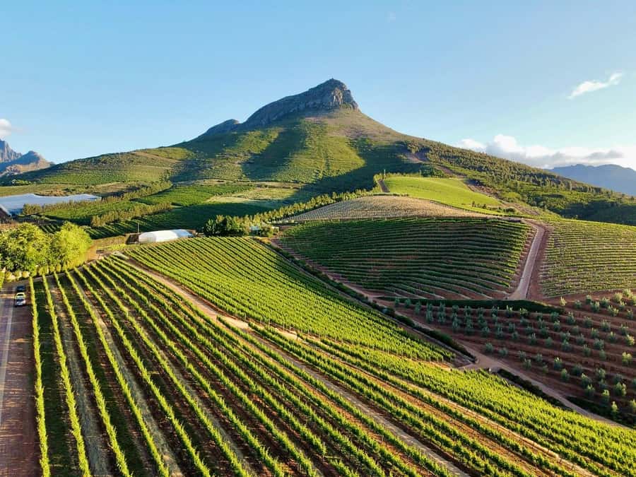 From Cape Town: Winelands Full Day Tour and Wine Tasting - Stellenbosch: cellar tour, wine tasting, and learning the grapes