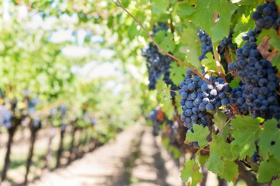 From Cape Town: Winelands Full Day Tour and Wine Tasting - What the guide and group size do for your experience