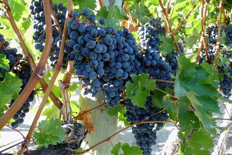 From Catania: Mount Etna Half-Day Tour and Wine Experience - Key Points That Make This Tour Worth Your Time