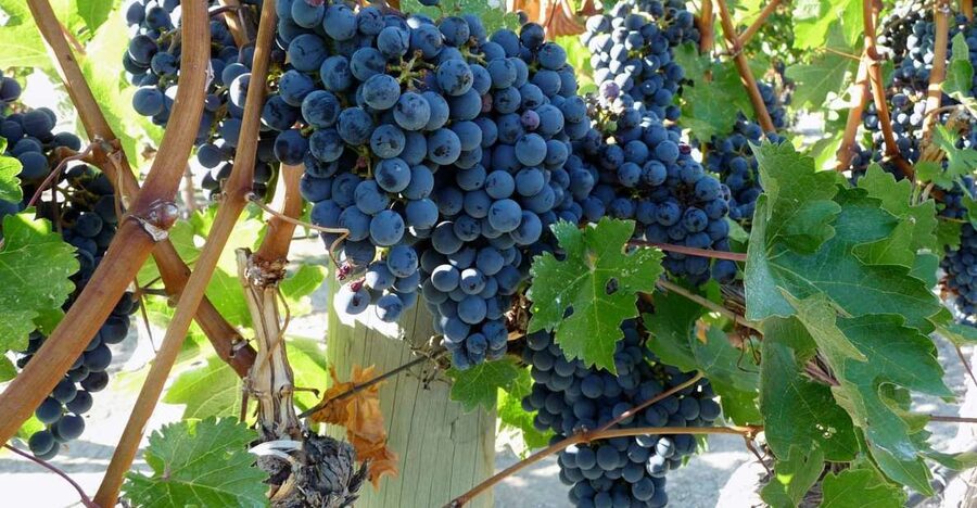 From Catania: Mount Etna Half-Day Tour and Wine Experience - Morning Pickup From Catania: Start Smooth, Not Stressy