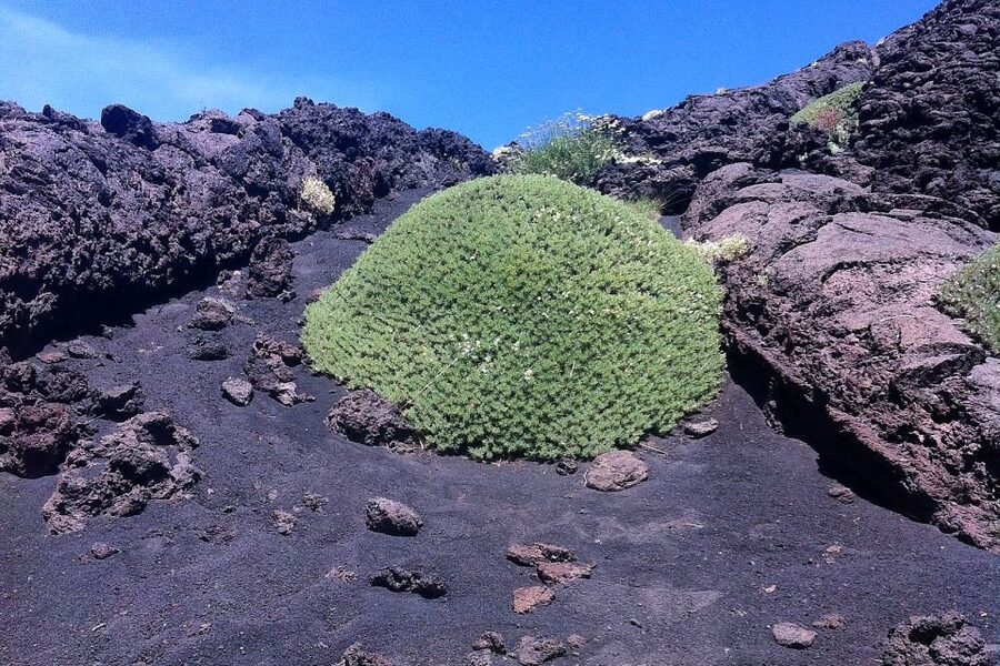 From Catania: Mount Etna Half-Day Tour and Wine Experience - Lava Cave Time: Helmets, Torches, and Cold Air Surprise