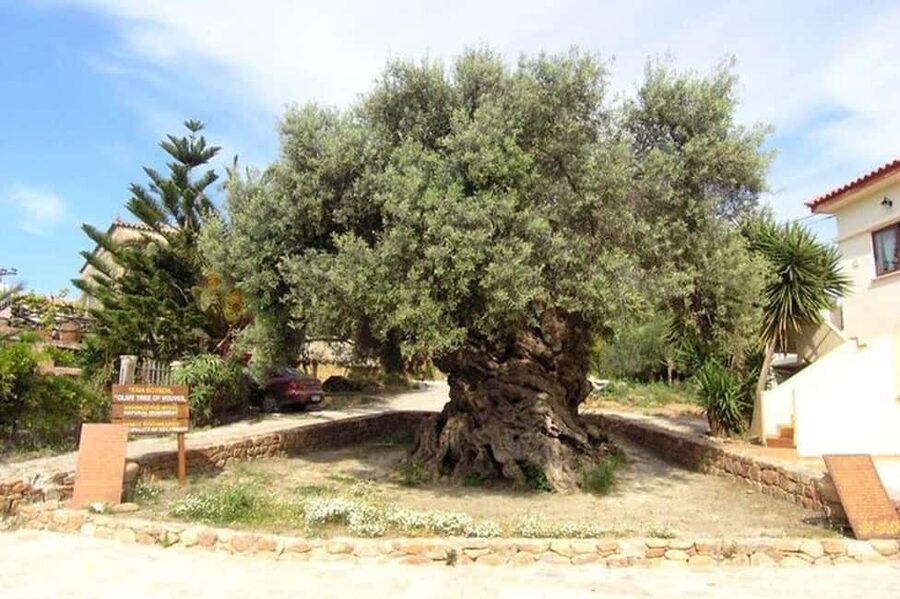 From Chania: Olive Oil, Wine, Cheese & Honey Tasting Tour - A 7-Hour Chania Food Tour That Feels Like Crete, Not Just a Tasting
