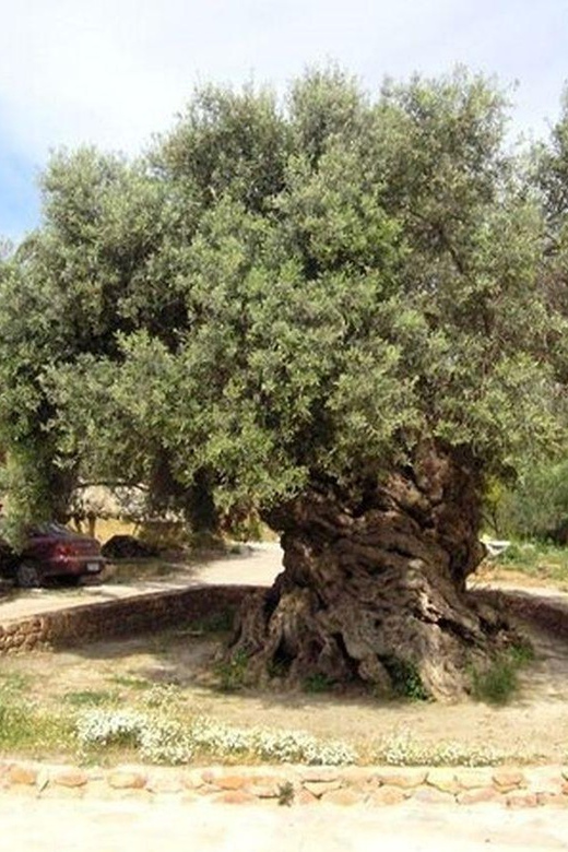 From Chania: Olive Oil, Wine, Cheese & Honey Tasting Tour - What to Pack (And How to Pace Yourself So You Don’t Feel Bushed)