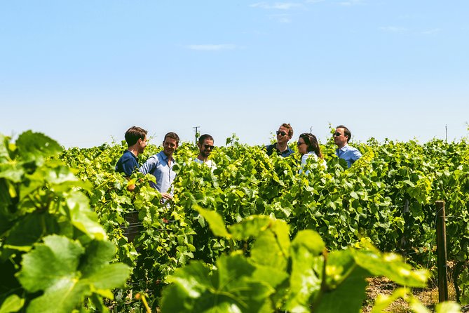 From Epernay: Champagne Small-Group tour with tastings & Lunch - Price and value: what $260.01 buys you